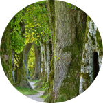 foto bosque árbol