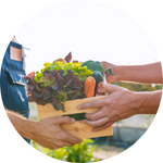 foto persona con cesta de verduras
