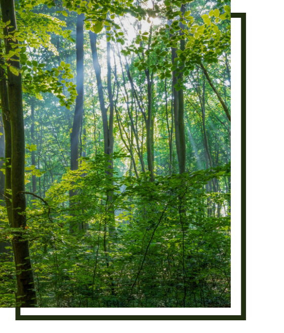 foto bosque