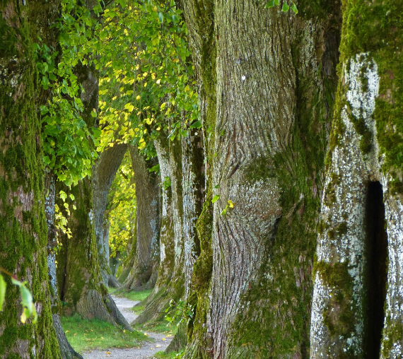 foto arboles en bosque